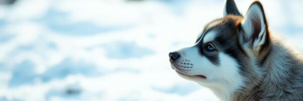 Siberian husky puppy explores a snowy landscape during a bright winter day photo
