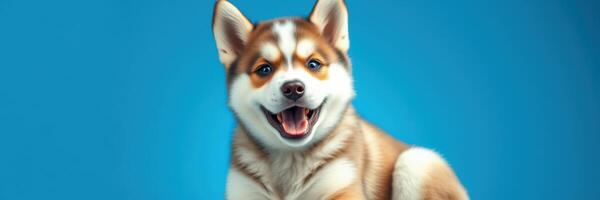 Happy playful dog poses on a bright blue background with a joyful expression and fluffy fur photo