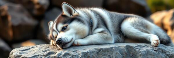 Cute husky puppy resting peacefully on a rock in a natural setting during the daytime photo