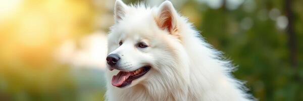 White fluffy dog enjoying a sunny day outdoors in a park surrounded by greenery photo