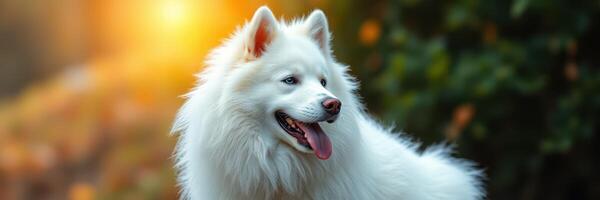 Samoyed dog enjoying a sunny afternoon in a forest setting with warm light filtering through the trees photo