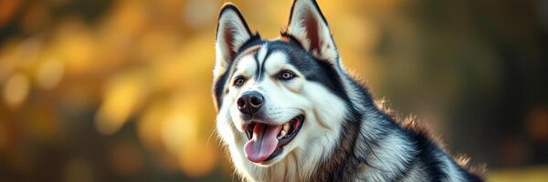 Husky enjoying a sunny afternoon in a vibrant outdoor setting with golden foliage photo