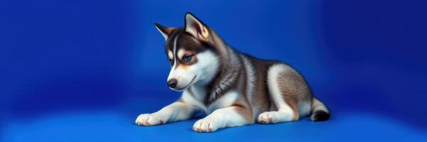Cute husky puppy lying on a blue background with a curious expression and soft fur photo