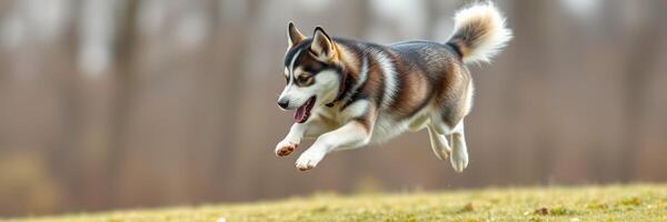 Dog joyfully leaps across a grassy field during a sunny afternoon in a forested area photo