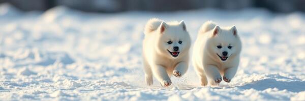 Two playful white puppies running joyfully across a snow-covered field on a bright winter day photo