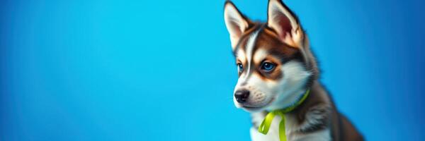 Cute puppy with distinctive fur pattern and vibrant background during playful moment in a studio setting photo
