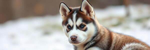 Husky puppy resting in a snowy landscape, enjoying a calm day in nature during winter season photo