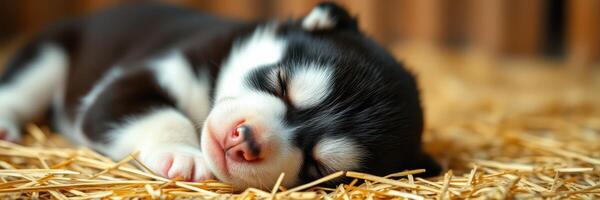 Cute sleeping husky puppy on straw bedding in a cozy indoor setting photo