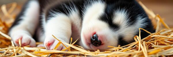 A small puppy peacefully sleeping on a bed of straw in a cozy indoor setting during the day photo