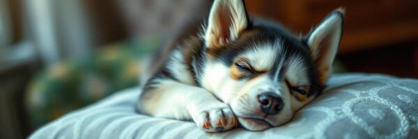 Husky puppy peacefully sleeping on decorative cushion in cozy indoor setting during the afternoon photo