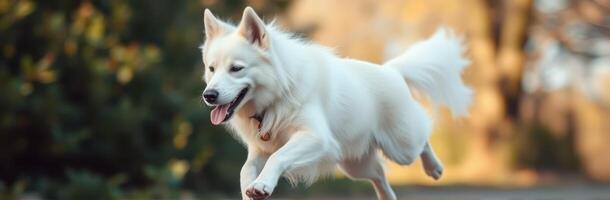 White dog joyfully leaps in a sunlit park during autumn showcasing its playful spirit and vigor photo