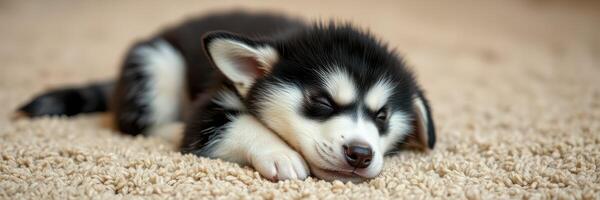 Cute husky puppy sleeping peacefully on a soft carpet in a cozy indoor environment photo