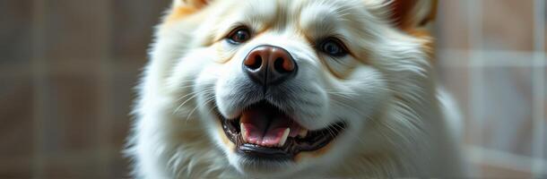 Happy white dog with a friendly expression relaxing indoors in the afternoon light photo
