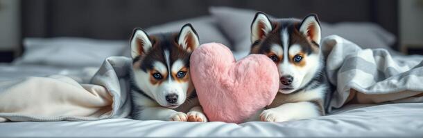 Two adorable husky puppies cuddling together with a pink heart pillow on a cozy bed during a sunny day indoors photo