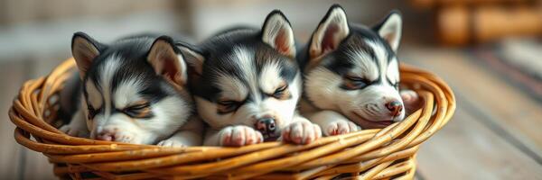 Cute husky puppies sleeping together in a cozy wicker basket during the afternoon in a warm home setting photo