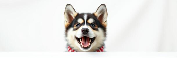 Happy dog with a cheerful expression sitting behind a white surface in a bright indoor setting photo