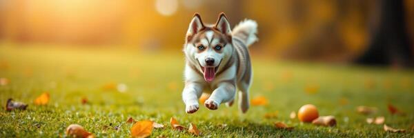 Energetic husky plays joyfully among fallen leaves during a sunny autumn afternoon in the park photo