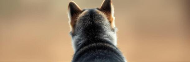 Dog gazes out over a scenic landscape during a calm evening at a rural location photo
