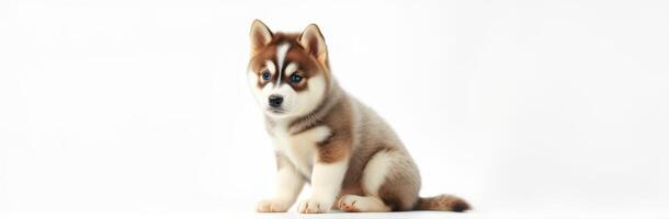 Cute husky puppy sitting on a plain background with curious expression photo