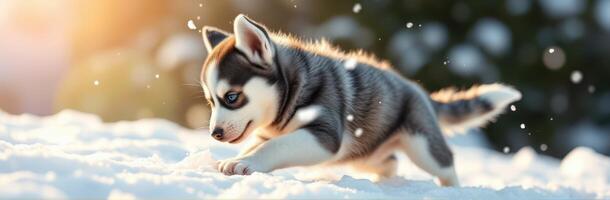 Playful husky puppy enjoys snowy winter day exploring outdoors in the sunlight photo
