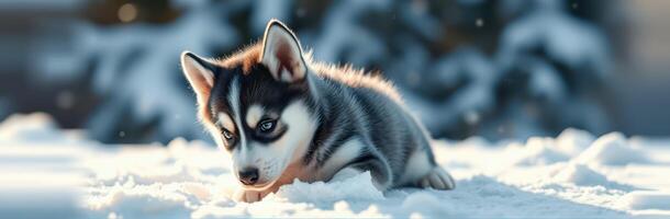 Playful husky puppy explores snowy landscape during winter photo