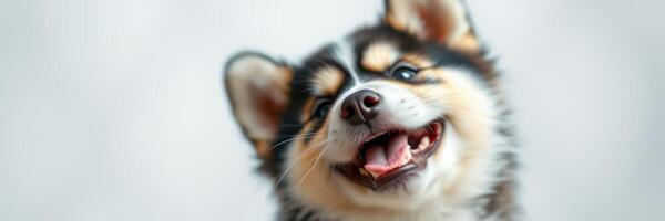 Happy puppy with a joyful expression in a soft, neutral background during a playful moment indoors photo