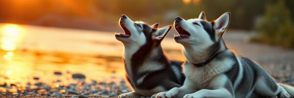 Two huskies playing joyfully by the lakeside during sunset, capturing a moment of happiness and tranquility photo