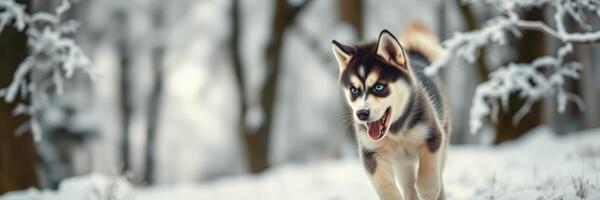 Husky puppy joyfully running through a snowy forest on a winter afternoon in nature photo