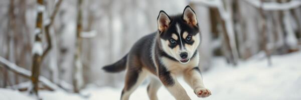 Playful puppy runs through a snowy forest landscape during winter photo