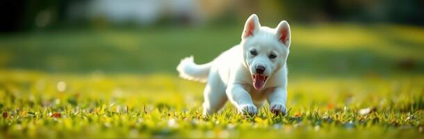 Playful white puppy running joyfully across a sunny green lawn in a vibrant outdoor setting photo