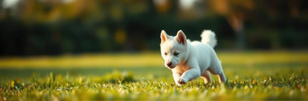 Playful puppy runs across a sunny green field during late afternoon photo