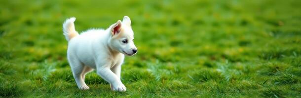 Cute white puppy exploring a lush green field under bright sunlight during a pleasant afternoon photo