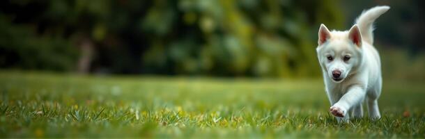 Playful white puppy running on green grass in a sunny park environment during the afternoon photo