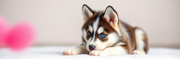Playful husky puppy relaxing indoors with a curious expression and striking blue eyes during a cozy afternoon photo