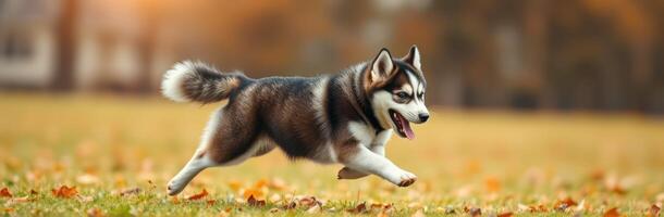 Siberian husky joyfully running through a park covered with autumn leaves during golden hour photo