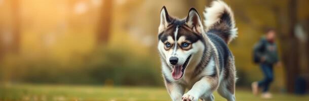 Husky dog happily running through a park during autumn in the late afternoon light with blurred background of trees photo