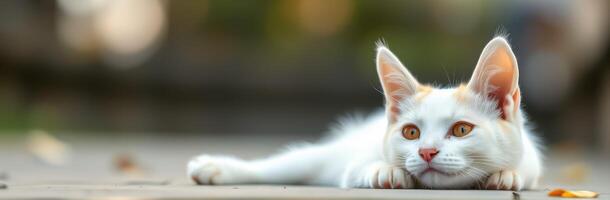 White cat with orange patches lies calmly on a pathway surrounded by autumn leaves during golden hour photo