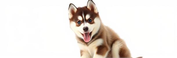 Happy brown and white puppy playing joyfully indoors with wide eyes and a playful expression photo
