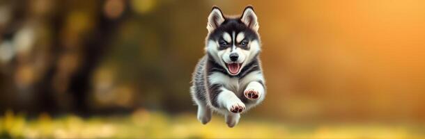 Happy husky puppy jumping in a vibrant outdoor setting during golden hour photo