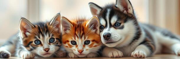 Playful kittens and a husky puppy relax together at home on a sunny afternoon photo