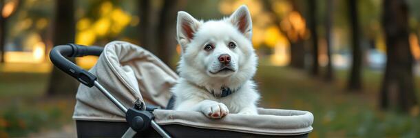 Fluffy dog enjoying a stroll in a stroller through a sunny park during a leisurely afternoon photo
