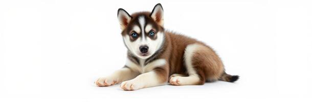 Adorable husky puppy resting with a curious expression on a plain background photo