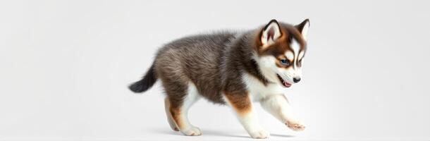 Cute fluffy puppy running playfully in a studio environment during daylight hours photo