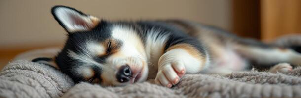 Cute sleeping puppy rests peacefully on a cozy blanket in a warm indoor setting during the afternoon photo