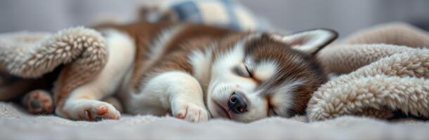 Cute brown and white puppy sleeping peacefully on a cozy blanket in a warm indoor setting photo