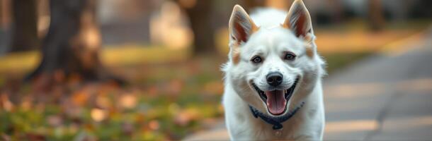 Happy dog walking on the sidewalk during autumn in a park with colorful leaves scattered on the ground photo