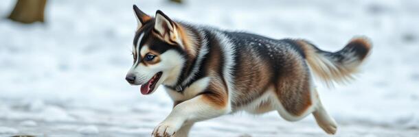 Playful husky puppy running through the snow in a winter landscape photo