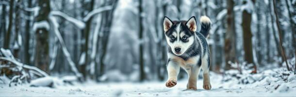 Playful husky puppy runs through snowy forest during winter afternoon adventure photo