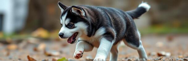 Little husky puppy exploring a nature trail during autumn with fallen leaves photo