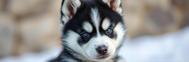 Cute husky puppy poses against a blurred natural background in soft daylight for an adorable and captivating portrait photo